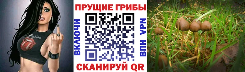 Псилоцибиновые грибы мухоморы  Ельня 